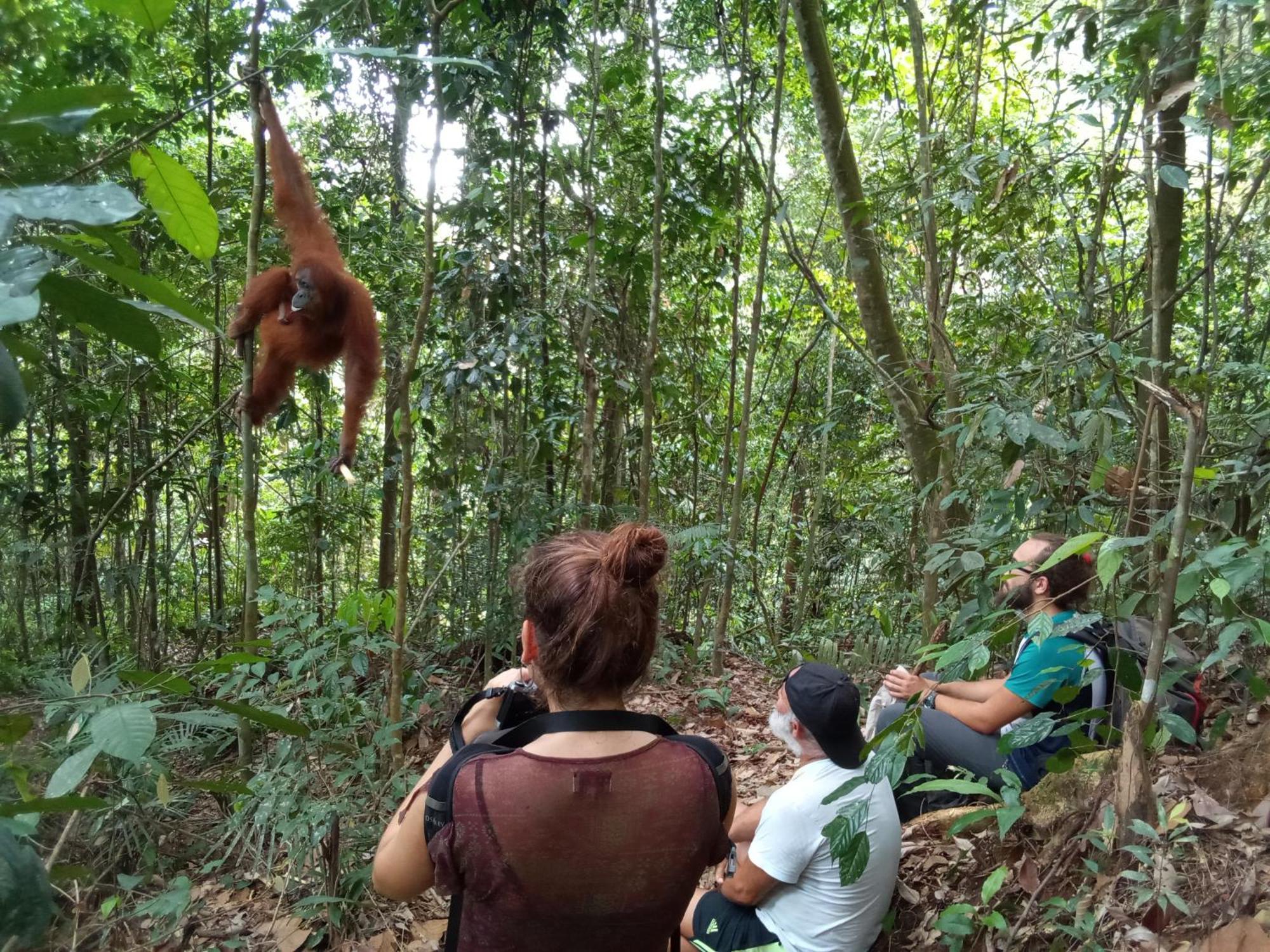 Jungle Treking & Jungle Tour If You Want To Stay Here,You Must Book Treking Only With Us Bukit Lawang Exterior foto