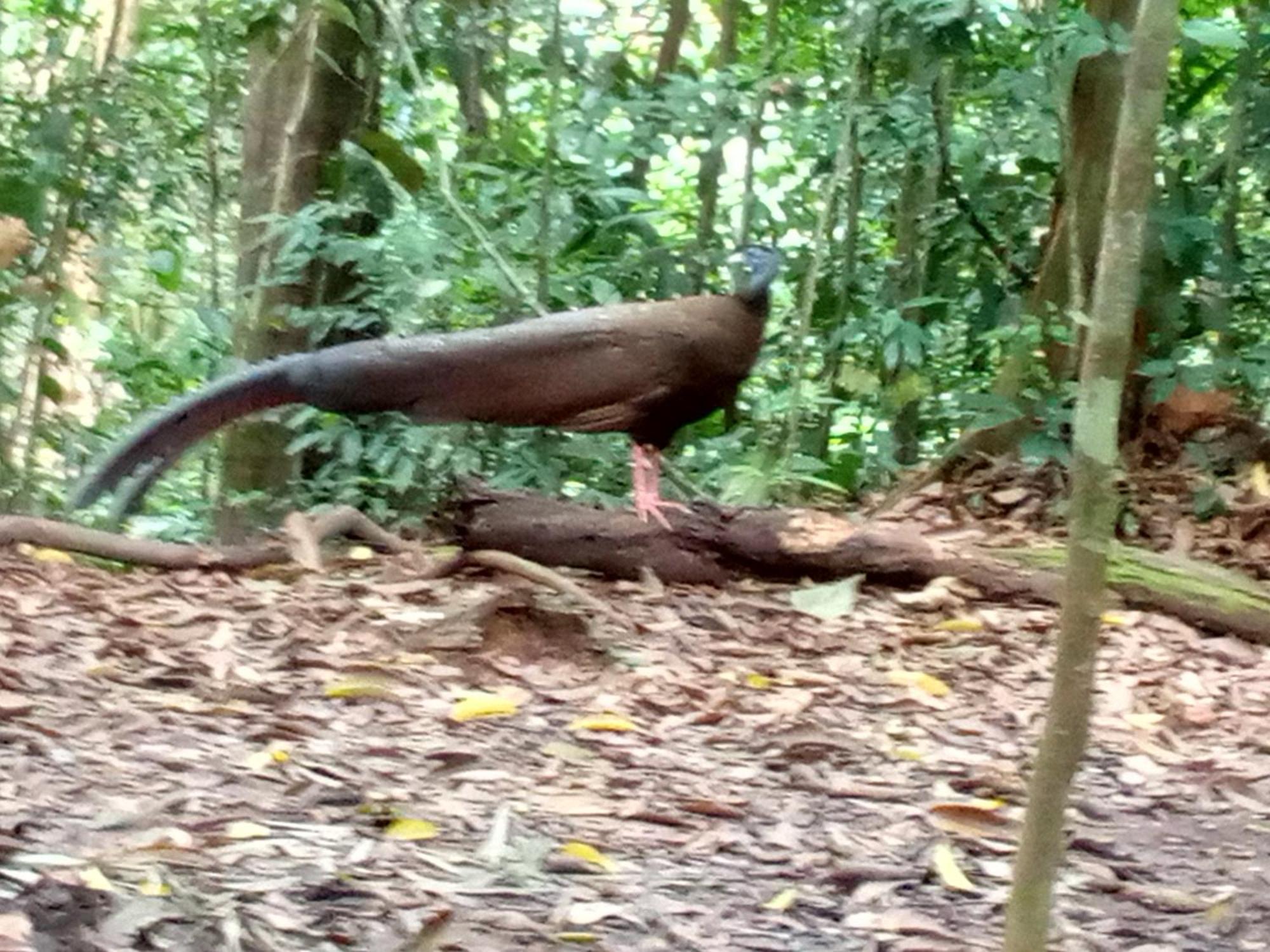 Jungle Treking & Jungle Tour If You Want To Stay Here,You Must Book Treking Only With Us Bukit Lawang Exterior foto
