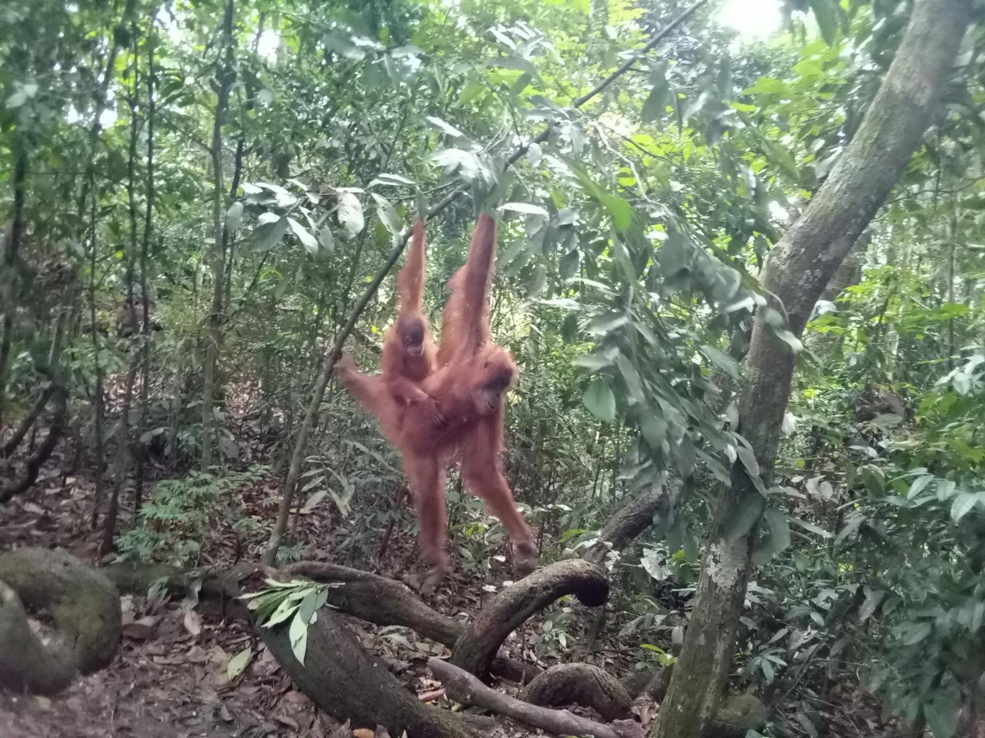 Jungle Treking & Jungle Tour If You Want To Stay Here,You Must Book Treking Only With Us Bukit Lawang Exterior foto