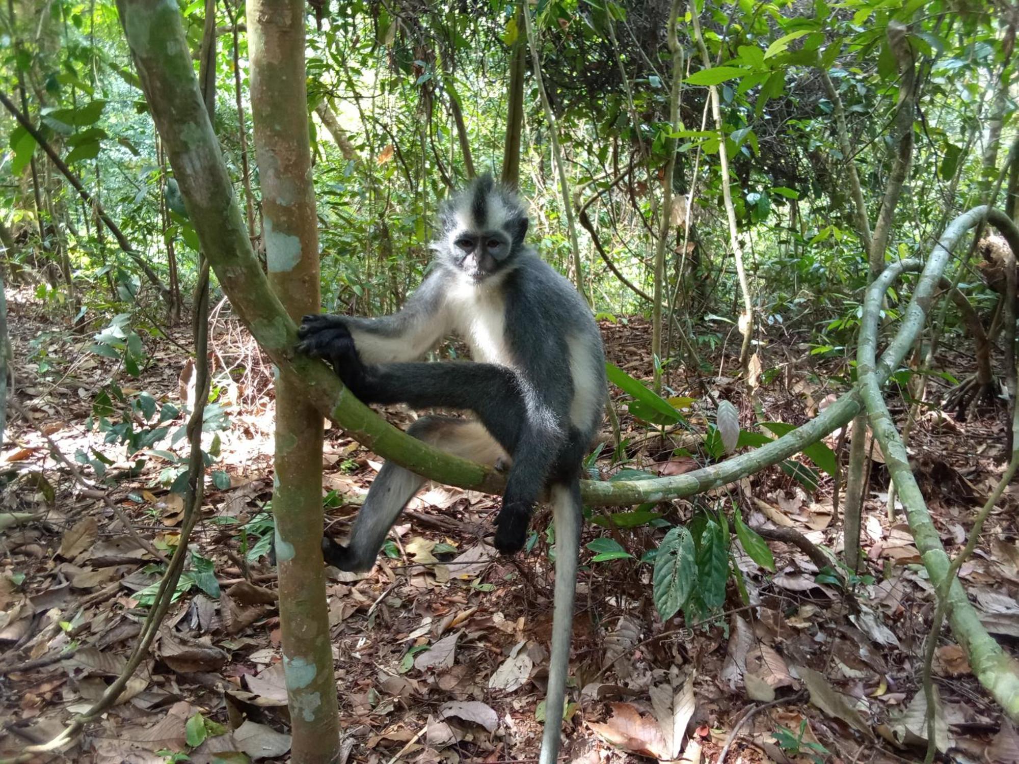 Jungle Treking & Jungle Tour If You Want To Stay Here,You Must Book Treking Only With Us Bukit Lawang Exterior foto