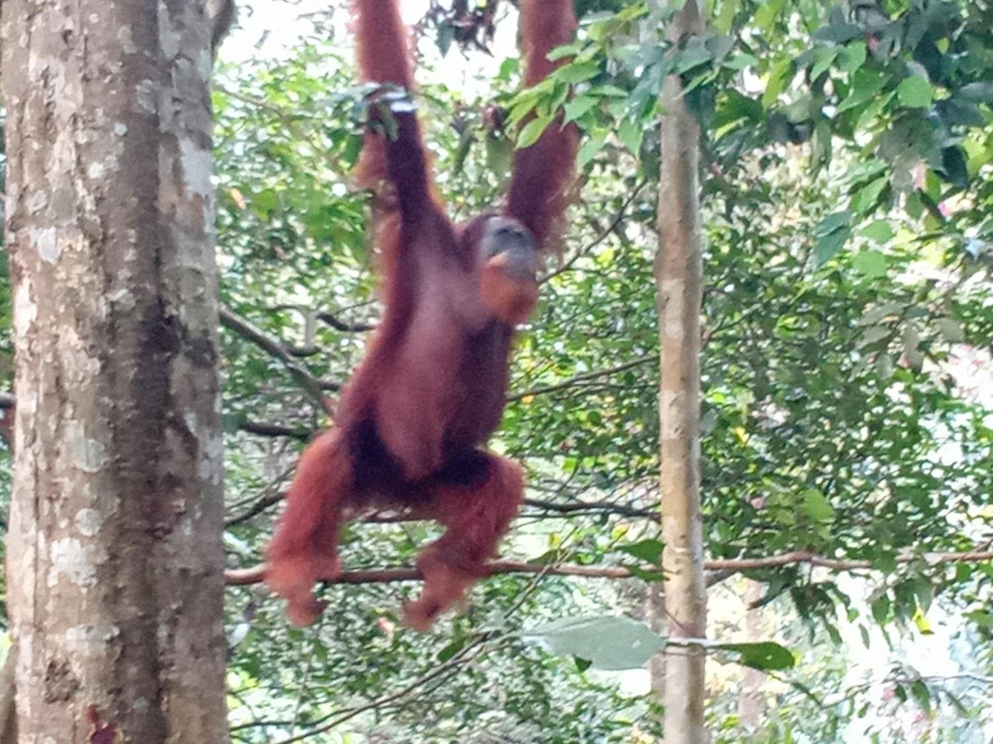 Jungle Treking & Jungle Tour If You Want To Stay Here,You Must Book Treking Only With Us Bukit Lawang Exterior foto