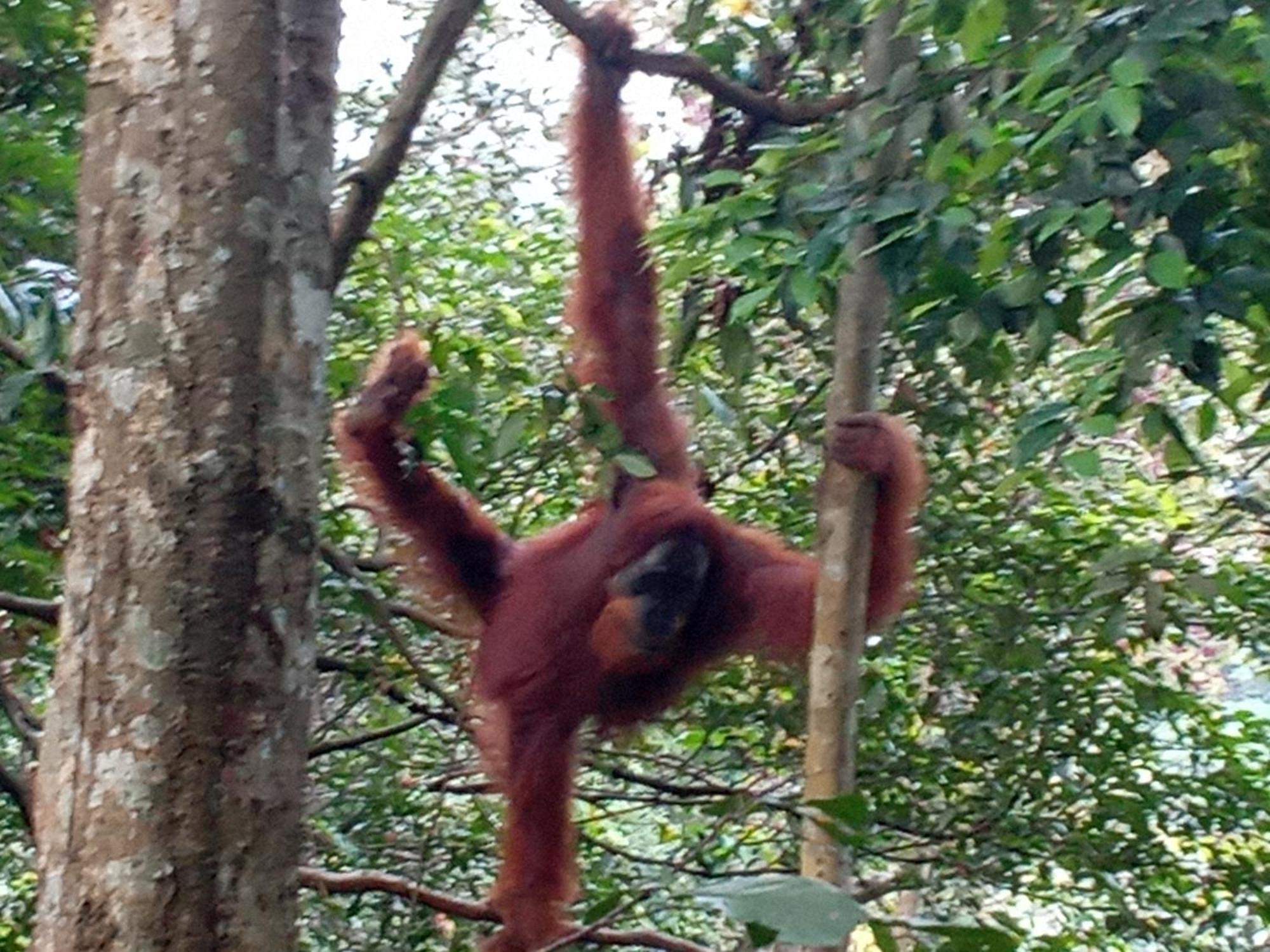 Jungle Treking & Jungle Tour If You Want To Stay Here,You Must Book Treking Only With Us Bukit Lawang Exterior foto