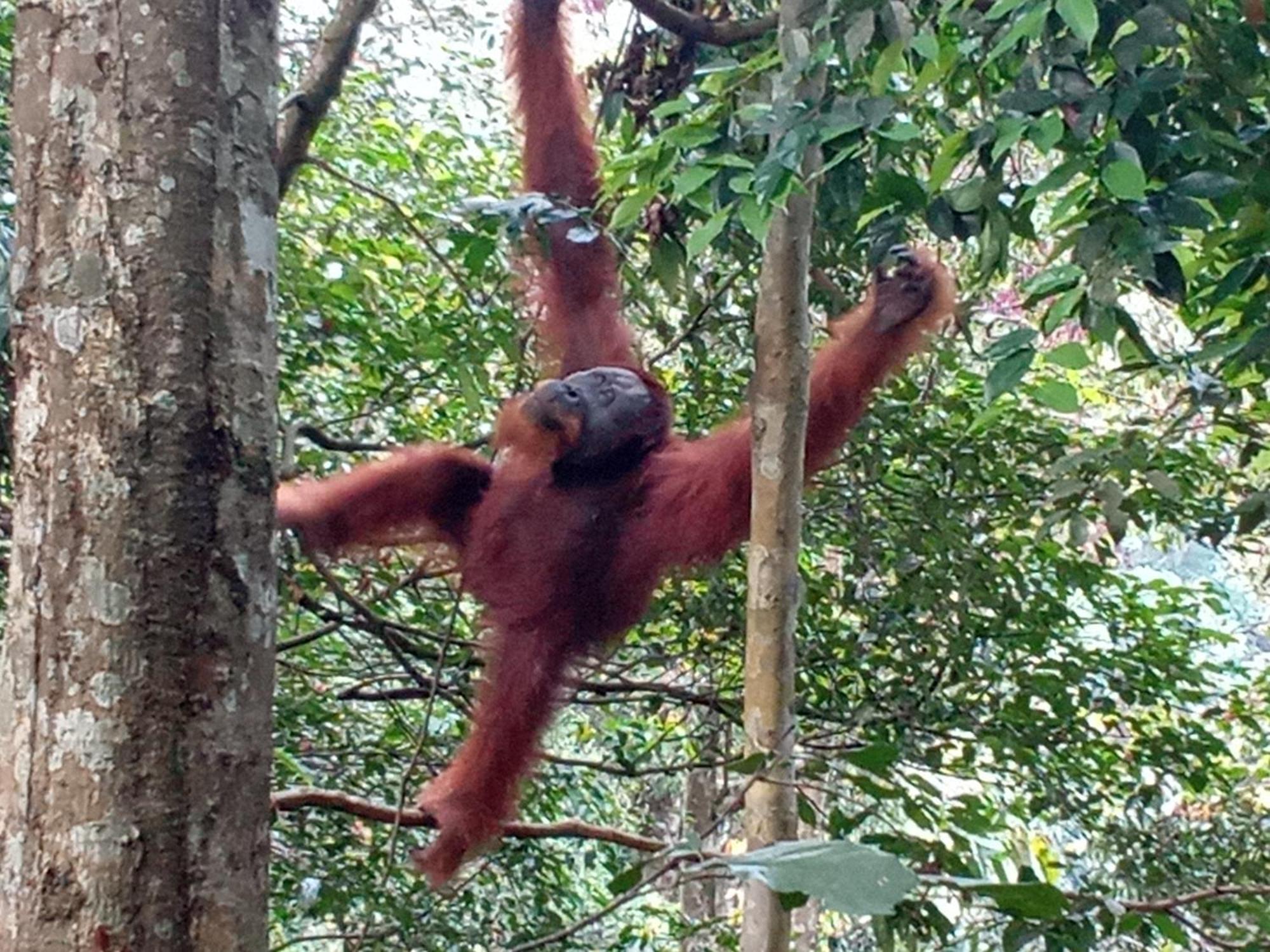 Jungle Treking & Jungle Tour If You Want To Stay Here,You Must Book Treking Only With Us Bukit Lawang Exterior foto
